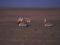 Otis tarda, Great Bustard