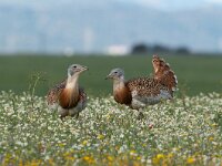 Otis tarda 11, Grote trap, Saxifraga-Joerg Mager