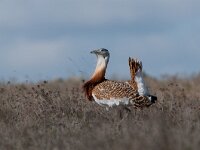 Otis tarda 15, Grote trap, Saxifraga-Joerg Mager