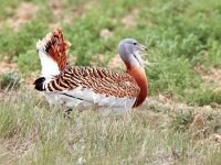 Otis tarda 26, Grote trap, Saxifraga-Bart Vastenhouw