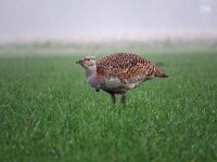 Otis tarda 28, Grote trap, Saxifraga-Henk Sierdsema