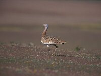 Otis tarda 4, Grote trap, Saxifraga-Arie de Knijff