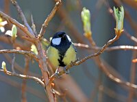 Parus major 172, Koolmees, Saxifraga-Tom Heijnen