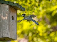 Flying Great Tit  Parent Great Tit (Parus Major) arriving at a Nest Box with Food for the Chicks : Netherlands, Songbird, animal, baby, beauty, bird, birds, box, breeding, brood, care, childhood, cute, europe, fauna, feed, fly, flying, forest, garden, great, green, hole, home, house, kohlmeisen, life, major, nature, nest, nestling, outdoors, parent, paridae, parus, small, spring, tit, titmouse, tree, watching, white, wild, wildlife, wing, wood, wooden, yellow, young