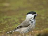 Parus palustris 81, Glanskop, Saxifraga-Jan Nijendijk