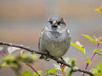 Passer domesticus 83, Huismus, Saxifraga-Bart Vastenhouw