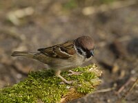 Passer montanus 80, Ringmus, Saxifraga-Jan Nijendijk