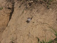 Passer montanus 81, Ringmus, Saxifraga-Jan Nijendijk