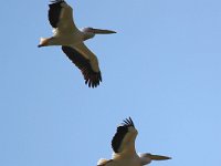 Pelecanus onocrotalus 11, Roze pelikaan, Saxifraga-Bart Vastenhouw