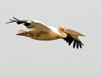 Pelecanus onocrotalus 23, Roze pelikaan, Saxifraga-Bart Vastenhouw