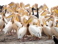 Pelecanus onocrotalus 29, Roze pelikaan, Saxifraga-Bart Vastenhouw