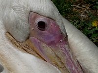 Pelecanus onocrotalus 4, Roze pelikaan, Saxifraga-Mark Zekhuis