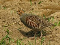 Perdix perdix 18, Patrijs, Saxifraga-Ab H Baas
