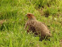 Perdix perdix 21, Patrijs, Saxifraga-Ab H Baas