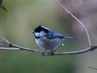 Periparus ater 14, Zwarte mees, Saxifraga-Luuk Vermeer