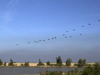 Phalacrocorax carbo 19, Aalscholver, Saxifraga-Roel Meijer  Flevoland, Netherlands : Oostvaardersplassen, nature reserve, wetland, Natura 2000, rural landscape, summertime, great cormorant, Phalacrocorax carbo