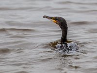 Swimming Cormorant  Common Cormorant swimming in the water : Netherlands, animal, background, beak, beautiful, beauty, bird, black, carbo, close-up, closeup, common, cormorant, emerald, environment, europe, european, eye, face, fauna, feather, fish, fisher, fishing, great, green, head, natural, nature, neck, outdoors, phalacrocorax, portrait, profile, sea, side, single, traditional, water, waterfowl, wild, wildlife, yellow