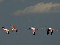 Phoenicopterus ruber 22, Flamingo, Saxifraga-Marijke Verhagen
