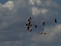 Phoenicopterus ruber 37, Flamingo, Saxifraga-Jan van der Straaten