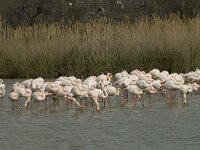 Phoenicopterus ruber 59, Flamingo, Saxifraga-Willem van Kruijsbergen
