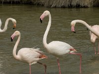 Phoenicopterus ruber 70, Flamingo, Saxifraga-Willem van Kruijsbergen