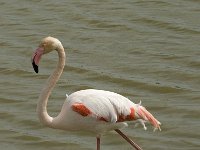 Phoenicopterus ruber 81, Flamingo, Saxifraga-Willem van Kruijsbergen