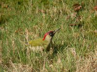 Picus viridis, Green Woodpecker