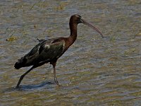 Plegadis falcinellus 12, Zwarte ibis, Saxifraga-Jan van der Straaten