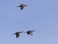 Plegadis falcinellus 15, Zwarte ibis, Saxifraga-Mark Zekhuis