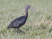 Plegadis falcinellus 18, Zwarte ibis, Saxifraga-Mark Zekhuis