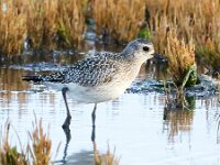 Pluvialis squatarola 6, Zilverplevier, Saxifraga-Bart Vastenhouw