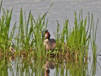 Podiceps cristatus 33, Fuut, Saxifraga-Ab H Baas