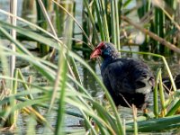 Porphyrio porphyrio, Purple Swamp-hen