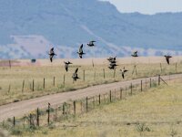 Pterocles orientalis 5, Zwartbuikzandhoen, adult, Saxifraga-Theo Verstrael
