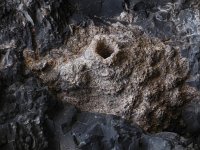 Ptyonoprogne rupestris 6, Rotszwaluw, nest, Saxifraga-Ed Stikvoort