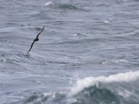 Puffinus griseus, Sooty Shearwater
