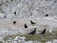 Pyrrhocorax graculus 24, Alpenkauw, Saxifraga-Willem van Kruijsbergen