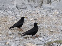 Pyrrhocorax graculus 26, Alpenkauw, Saxifraga-Willem van Kruijsbergen