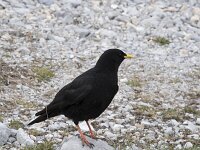 Pyrrhocorax graculus 30, Alpenkauw, Saxifraga-Willem van Kruijsbergen