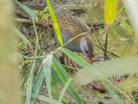 Rallus aquaticus 53, Waterral, Saxifraga-Bart Heijne : 0914, 2025, Amerikaanse rivierkreeft, Parc Natural dels Aiguamolls de l'Emporda, Rallus aquaticus, San Pere Pescador, Spanje, etend, september, vakantie, vogel, waterral