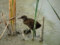 Rallus aquaticus 6, Waterral, juvenile, Saxifraga-Piet Munsterman