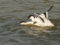 Recurvirostra avosetta 27, Kluut, Saxifraga-Piet Munsterman