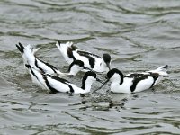 Recurvirostra avosetta 28, Kluut, Saxifraga-Piet Munsterman
