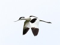 Recurvirostra avosetta 53, Kluut, Saxifraga-Bart Vastenhouw