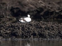 Recurvirostra avosetta 62, Kluut, Saxifraga-Bart Vastenhouw