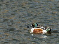 Spatula clypeata 94, Slobeend, adult, male, Saxifraga-Theo Verstrael