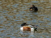 Spatula clypeata 97, Slobeend, adult, male, Saxifraga-Theo Verstrael