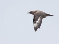 Stercorarius skua 8, Grote jager, juvenile, Saxifraga-Mark Zekhuis