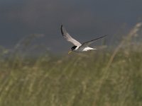 Sterna albifrons, Little Tern