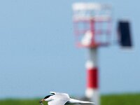 Sterna hirundo 70, Visdief, adult, Saxifraga-Theo Verstrael
